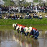 Rice-transplanting_Festival_in_Katori-jingu_1,katori-city,japan香取神宮お田植え祭り